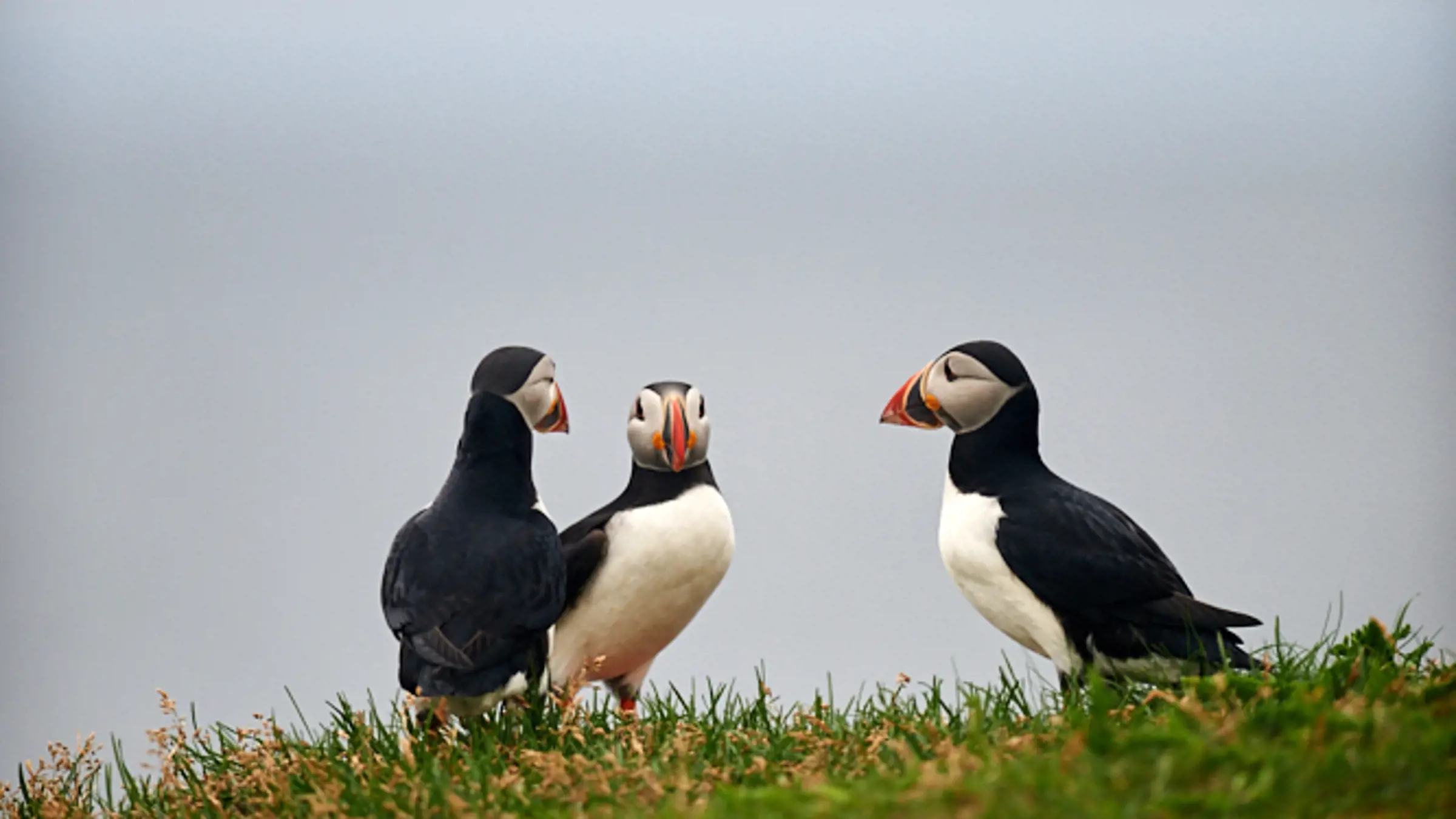 Entdecke Papageientaucher und Wale in Neufundland